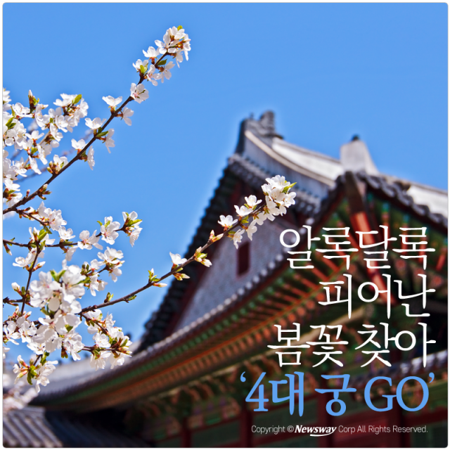  알록달록 피어난 봄꽃 찾아 ‘4대 궁 GO’ 기사의 사진