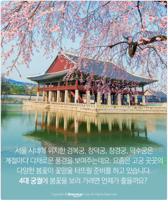  알록달록 피어난 봄꽃 찾아 ‘4대 궁 GO’ 기사의 사진
