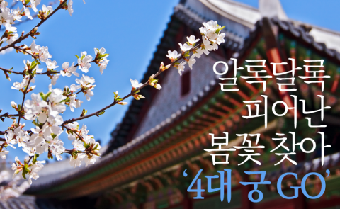  알록달록 피어난 봄꽃 찾아 ‘4대 궁 GO’