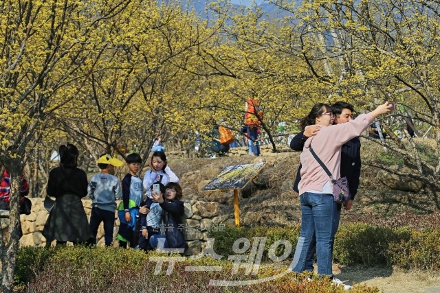 봄날의 왕관, 구례산수유꽃축제 놀러오세요! 기사의 사진