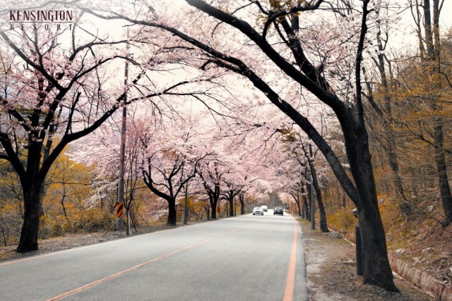 이랜드, 켄싱턴리조트 '봄나들이 패키지' 3종 출시