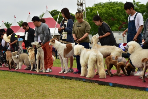 임실군, 의견문화제 개막 &quot;전국 애견인들 한자리&quot;