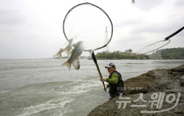 울돌목 거센 물살 가르며 숭어가 돌아왔다 기사의 사진