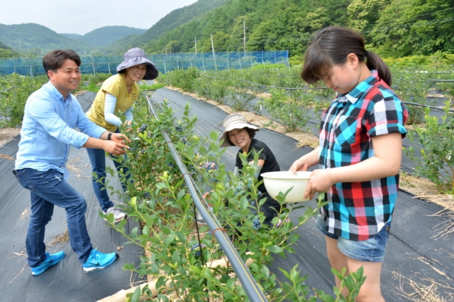 순창군, 블루베리 분양농장 도시민 텃밭 역할 톡톡 기사의 사진