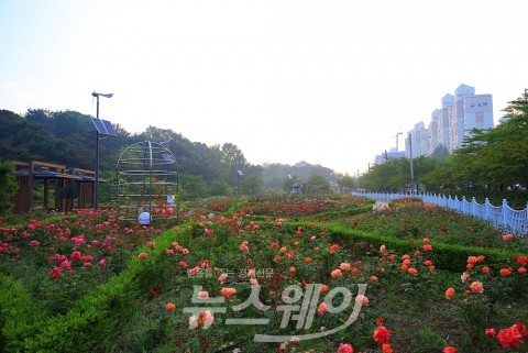 광주광역시 서구, 풍암호수 장미원 개장식 구경 오세요!