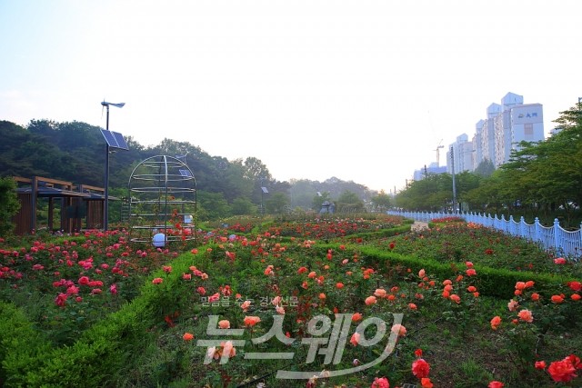 광주광역시 서구, 풍암호수 장미원 개장식 구경 오세요!