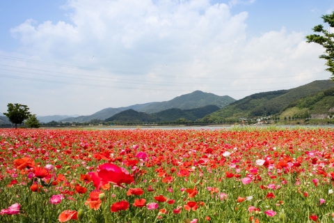 양귀비 술에 담가 마신 50대 입건