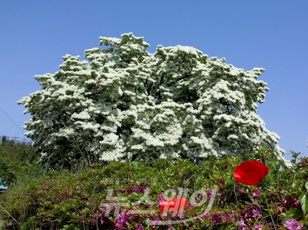천연기념물 제183호로 지정된 전북 고창군 대산면 중산리 목교마을의 이팝나무(사진=고창군)