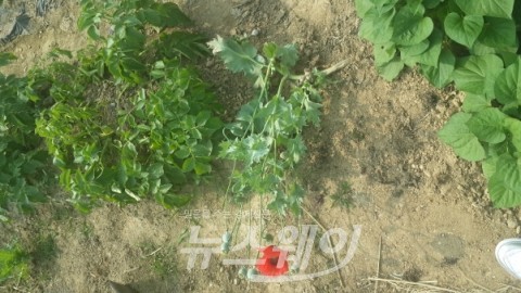 남원시 보건소, 양귀비·대마 불법재배 단속