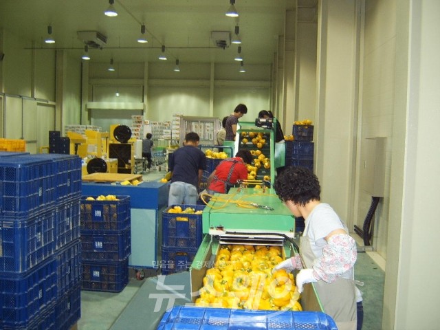 남원시(시장 이환주)의 대표적 수출 농산물인 파프리카가 운봉농협 농산물산지유통센터에서 공동 선별해 5월 28일 1,000박스(5톤)를 시작으로 올해 일본으로 첫 수출길이 열렸다.(사진=남원시)