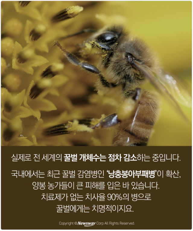  지구에서 꿀벌이 사라지면 벌어지는 일들 기사의 사진