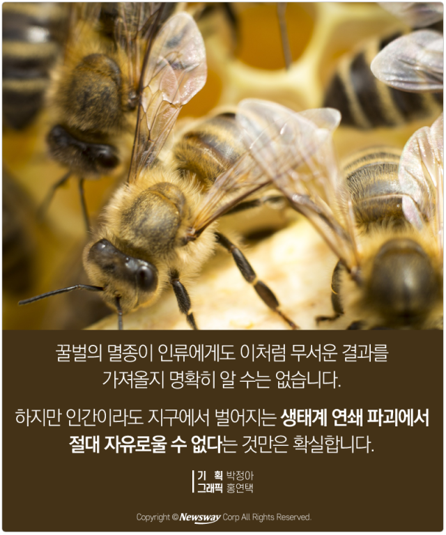  지구에서 꿀벌이 사라지면 벌어지는 일들 기사의 사진