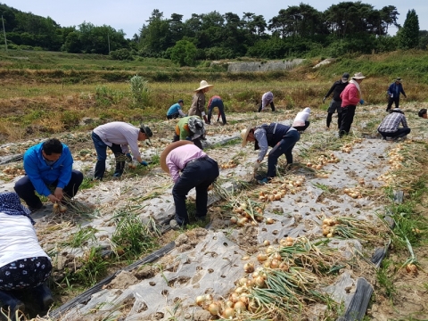 나주시, 농촌일손돕기 구슬땀 ‘직원 300여 명 동참’