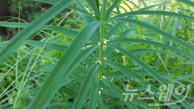 층층둥굴레 사진=전남도