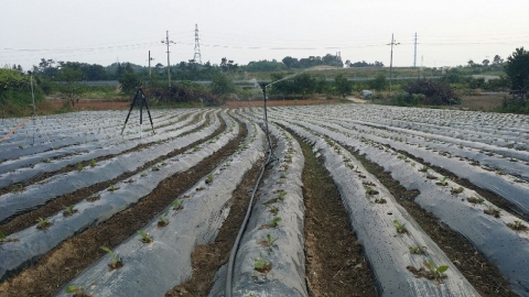 나주 제비쑥떡과 절굿대떡 특산품화 가속도