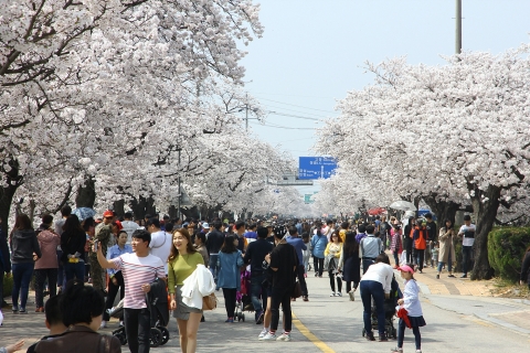 벚꽃축제