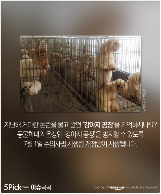  강아지 공장, 불법 의료행위 그만! 기사의 사진
