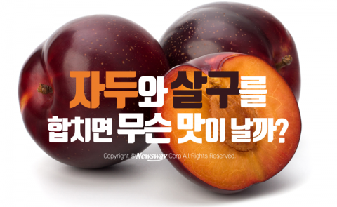  오묘한 맛의 신세계 ‘퓨전 과일’