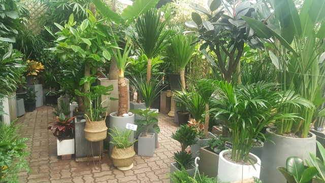 aT화훼사업센터, 실내 온·습도 조절 효과 있는 식물 추천