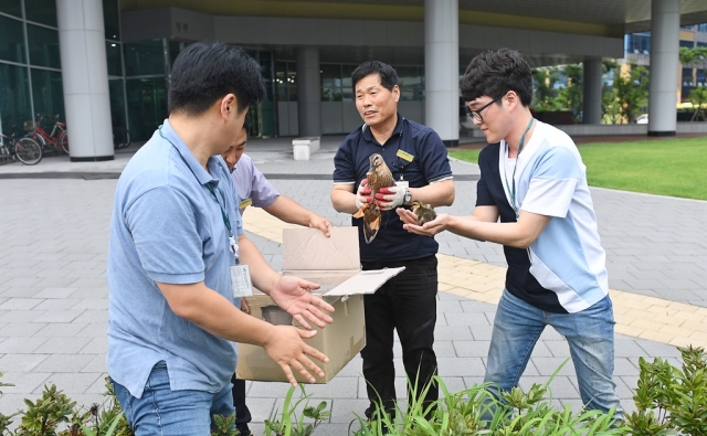 aT 본사 광장 화단에 둥지 튼 청둥오리 가족 "길조" 기사의 사진