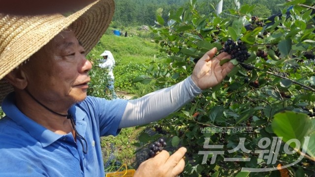 칠량면 영계마을 밭에서 고장규 씨가 탐스러운 아로니아를 들어 보이고 있다. 사진=강진군 제공