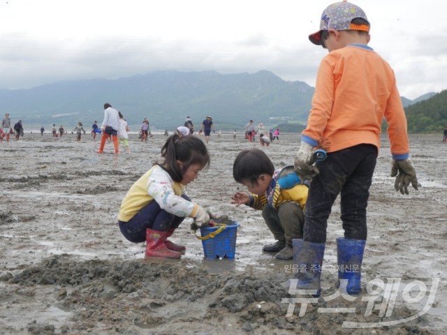 금당면 ‘갯벌섬마을 바지락체험장에서 어린이들이 고사리 같은 손으로 바지락을 캐고 있다.