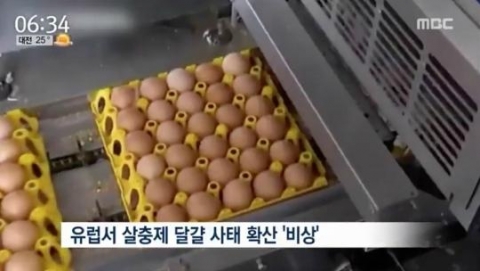 유럽 살충제 달걀 사태 확산···대규모 살처분 진행