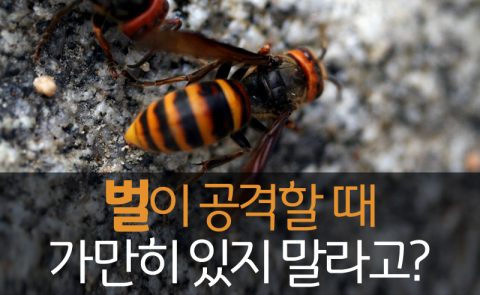  벌이 공격할 때 가만히 있지 말라고?