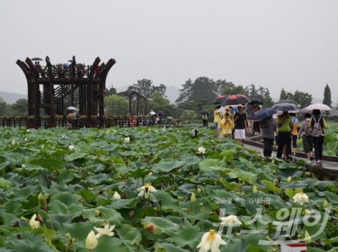2017무안연꽃축제, "비 오니 운치 더 있네!"