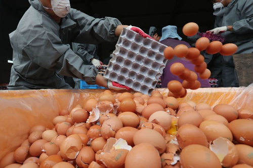 대량 폐기되는 계란. 사진=연합뉴스