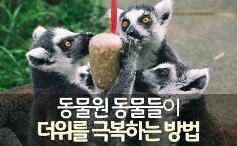  동물원 동물들이 더위를 극복하는 방법