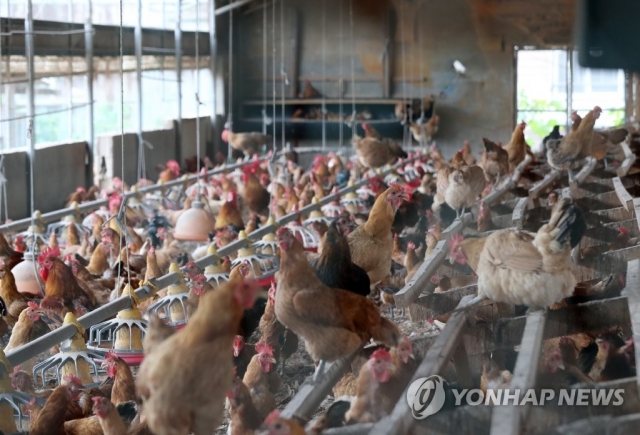 경북 농장 2곳 닭에서 DDT 검출···이전에 과수원으로 사용된 영향인듯