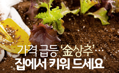  가격 급등 ‘金상추’···집에서 키워 드세요