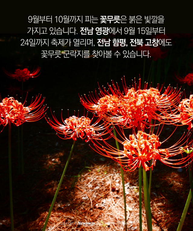  ‘코스모스만 있나?’ 가을빛 물든 꽃, 마중 가볼까 기사의 사진