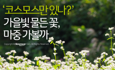  ‘코스모스만 있나?’ 가을빛 물든 꽃, 마중 가볼까