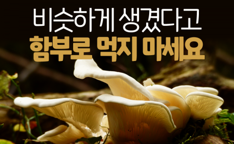  비슷하게 생겼다고 함부로 먹지 마세요