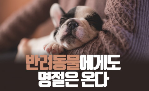  반려동물에게도 명절은 온다