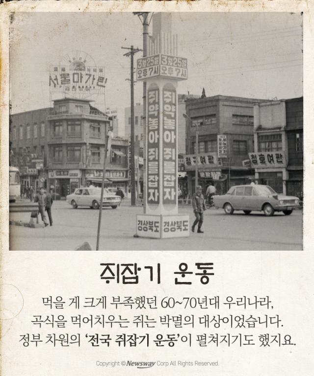  쥐 꼬리 하나당 연필 한 자루···그때 그 시절 기사의 사진