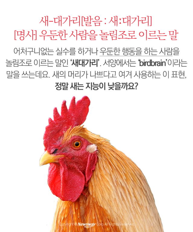  이제 ‘새대가리’라고 놀리지 마세요 기사의 사진