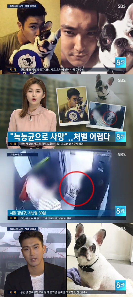 ‘최시원 프렌치불독 사건’ 故 한일관 대표 혈액서 발견된 ‘녹농균’ 무엇? /사진=SBS 뉴스