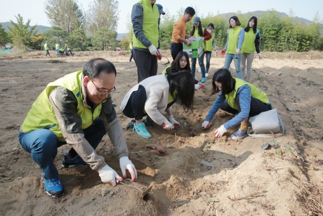 지난 23일 충남 아산시 송악면 외암마을을 찾은 NH농협생명 정성환 전략총괄 부사장(왼쪽 첫 번째)과 임직원들이 고구마를 수확하고 있다.