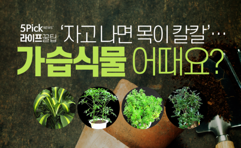  ‘자고 나면 목이 칼칼’···가습식물 어때요?