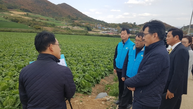 여인홍 aT 사장, 김장철 김장배추포전 현장점검