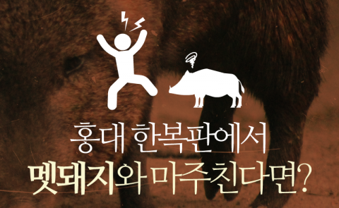 홍대 한복판에서 멧돼지와 마주친다면?
