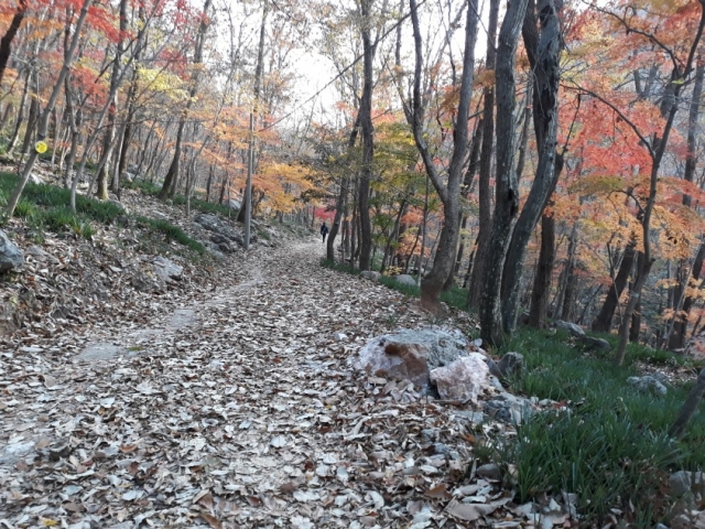 영광군, 3대 명산 아름다운 단풍나무 명품길 조성 기사의 사진