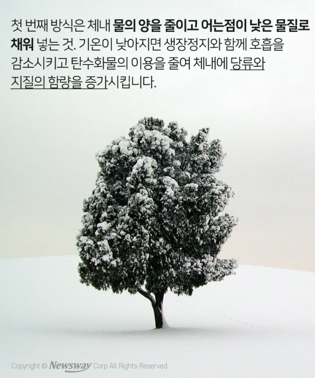 나무는 왜 추운 겨울에도 얼지 않을까 기사의 사진
