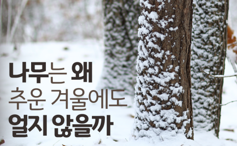 나무는 왜 추운 겨울에도 얼지 않을까