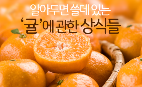 알아두면 쓸데 있는 ‘귤’에 관한 상식들