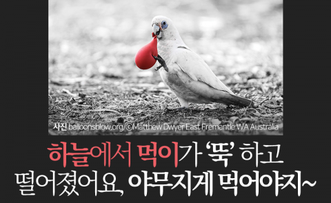 하늘에서 먹이가 ‘뚝’ 하고 떨어졌어요