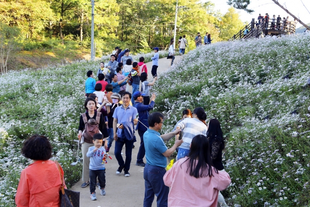 구절초 테마공원